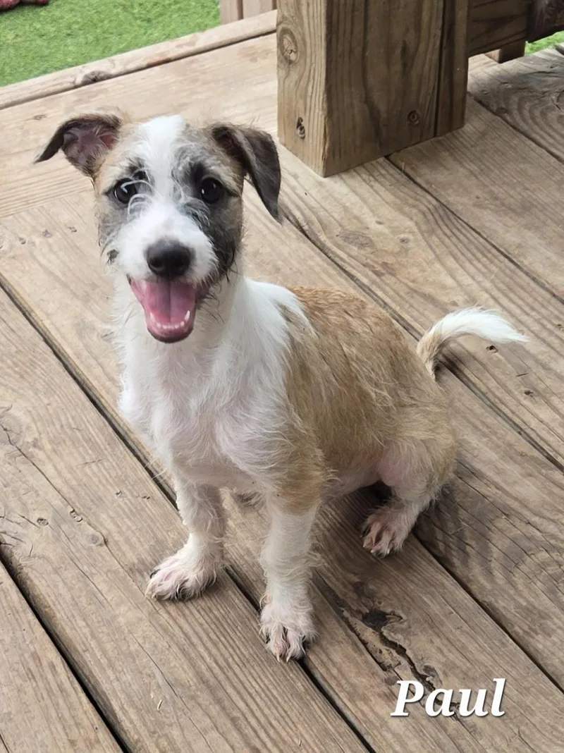 A baby small-sized male Tricolor (Brown, Black, & White) Terrier dog named Paul for adoption in Edinburg, TX