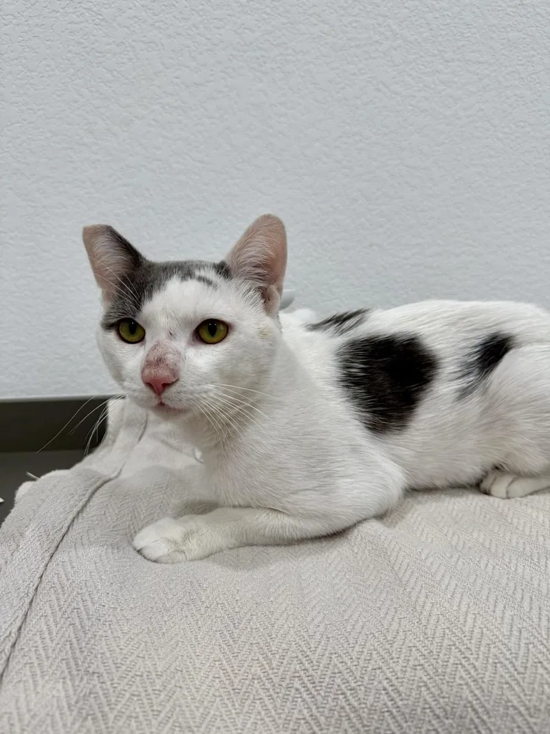 A young medium-sized male Gray & White Domestic Short Hair cat named Hickory for adoption in Las Vegas, NV