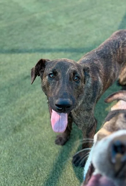 A young medium-sized female Mixed Breed dog named Jet for adoption in Dallas, TX