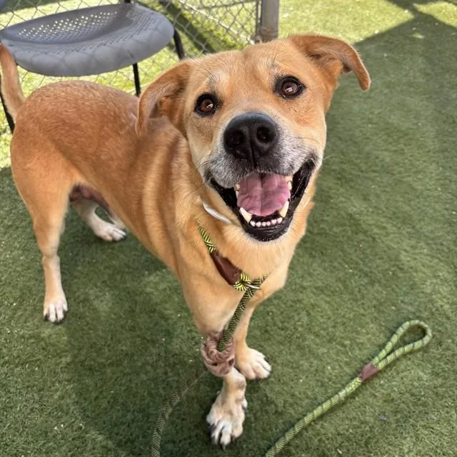An adult large-sized male Labrador Retriever dog named Exxon for adoption in Mesa, AZ