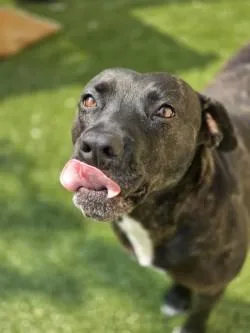 An adult large-sized female Mixed Breed dog named Gum Drop for adoption in Savannah, GA