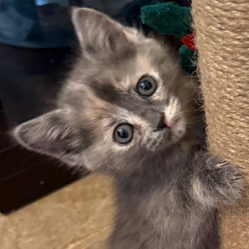 A baby small-sized female Gray / Blue / Silver Domestic Short Hair cat named Kellie for adoption in Las Vegas, NV