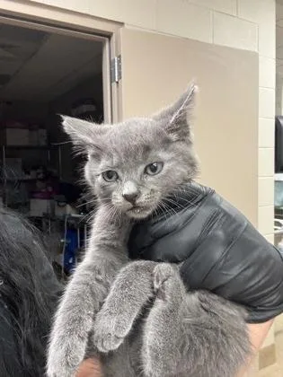 A baby small-sized female Domestic Short Hair cat named Cosmo for adoption in Farmers Branch, TX