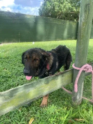 An adult large-sized male Mixed Breed dog named Romo for adoption in West Palm Beach, FL