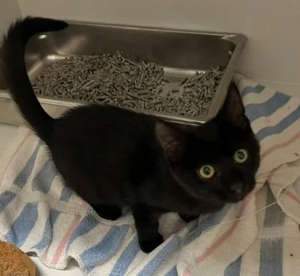 A baby small-sized male Domestic Short Hair cat named Jiji for adoption in Fairfax, VA
