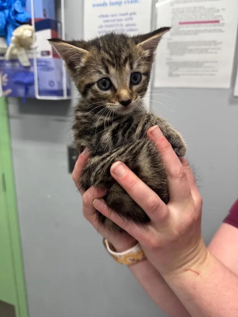A baby medium-sized female Domestic Short Hair cat named Lady Bug for adoption in Bloomington, IN