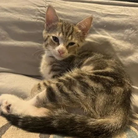 A baby medium-sized female Tabby (Gray / Blue / Silver) Domestic Short Hair cat named Sonya for adoption in Los Angeles, CA