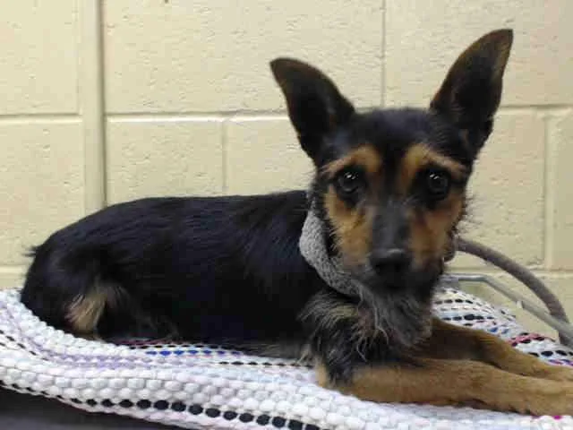 A senior small-sized male Terrier dog named Peanut for adoption in Downey, CA