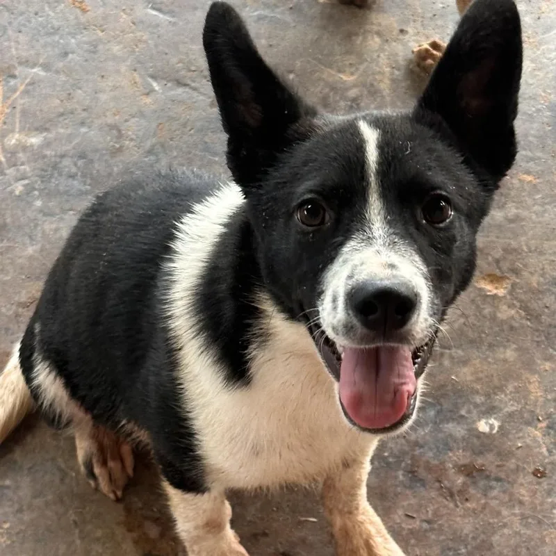 A baby small-sized female Black Mixed Breed dog named FWT Sissy for adoption in Midland, TX