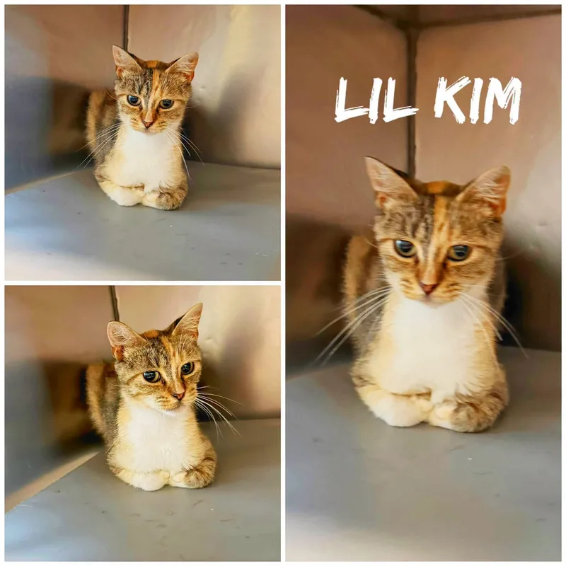 An adult medium-sized female Calico Domestic Short Hair cat named Lil Kim for adoption in Saint James, MO