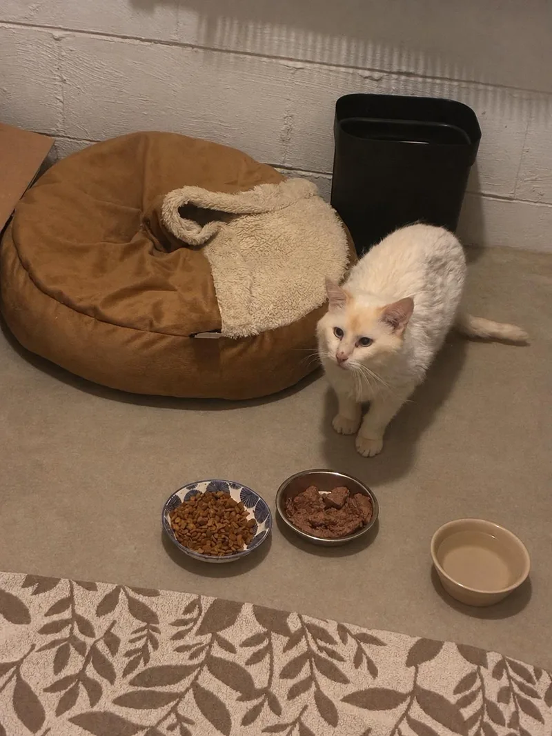 A senior medium-sized male Flame Point Siamese cat named Thomas for adoption in Ashland, IL
