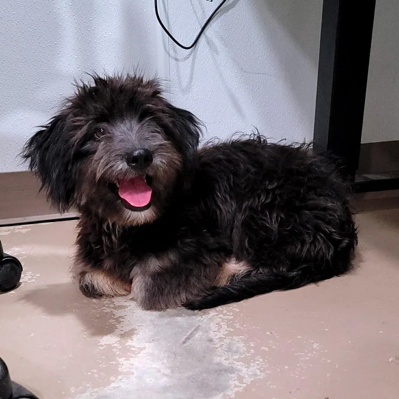 A young small-sized female Mixed Breed dog named Shelly for adoption in Buchanan Dam, TX
