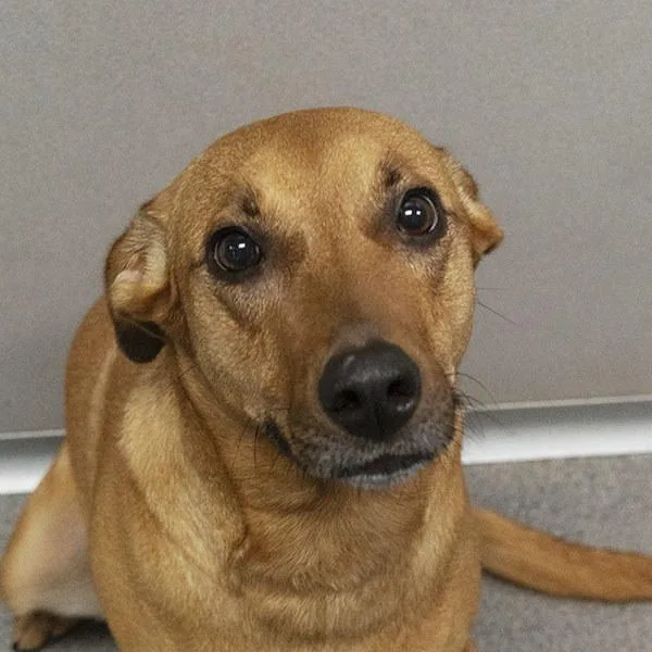 An adult medium-sized female Labrador Retriever dog named Mimi for adoption in Des Moines, IA