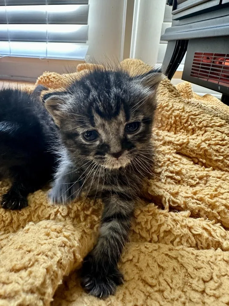 A baby small-sized female Black & White / Tuxedo Domestic Short Hair cat named Emma for adoption in Greensboro, NC