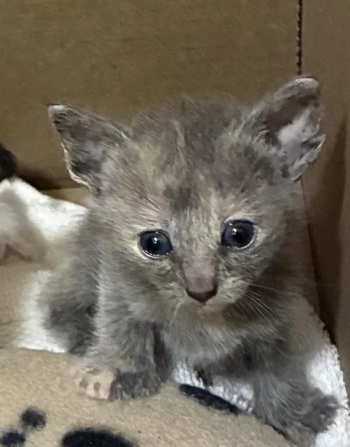 A baby small-sized female Domestic Short Hair cat named Michaela for adoption in Riverside, CA