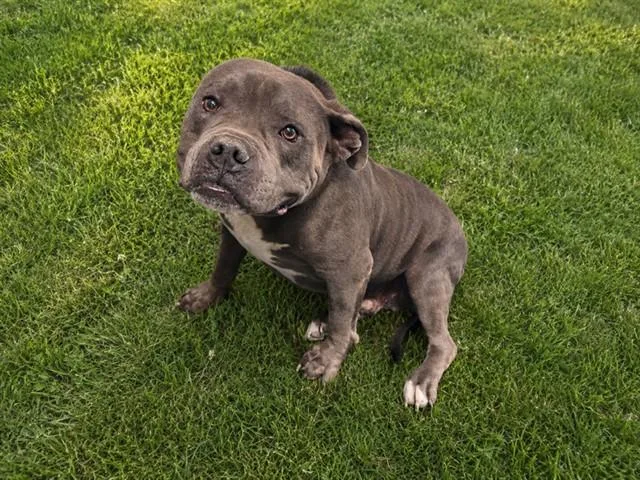 An adult medium-sized male Pit Bull Terrier dog named Jack for adoption in Lancaster, CA
