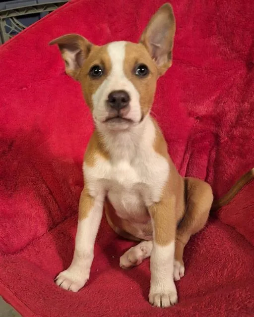 A baby small-sized female Pit Bull Terrier dog named Ethel for adoption in Oklahoma City, OK