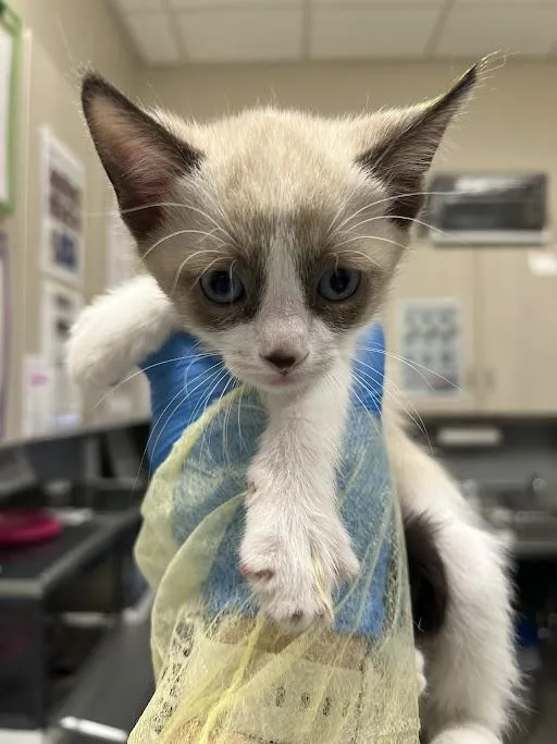A baby small-sized male Domestic Short Hair cat named Mochi for adoption in Las Vegas, NV