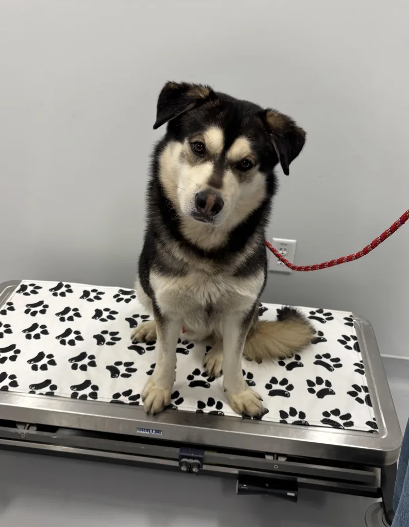 An adult large-sized male Black Alaskan Malamute dog named Hendrix for adoption in Kankakee, IL