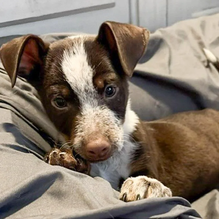 A baby small-sized male Mixed Breed dog named Quest for adoption in Toledo, OH