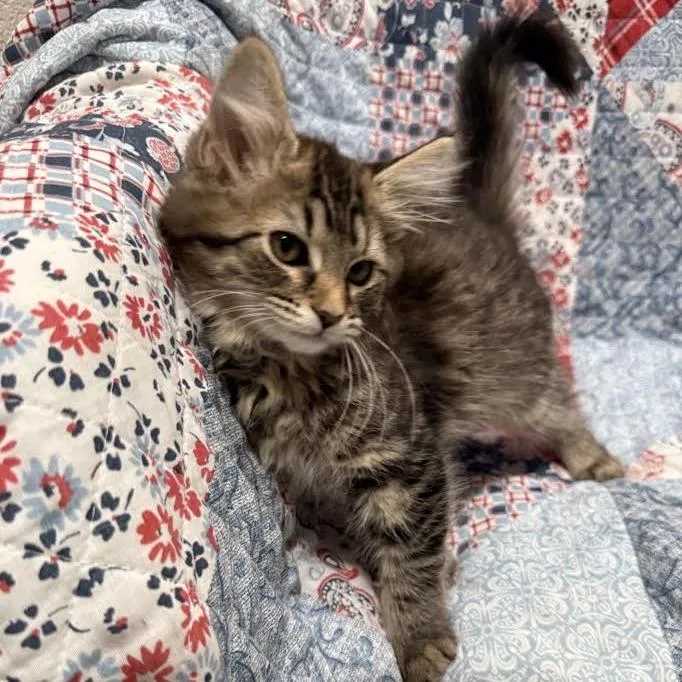 A baby small-sized female Brown / Chocolate Domestic Short Hair cat named Petal for adoption in Smithville, TN