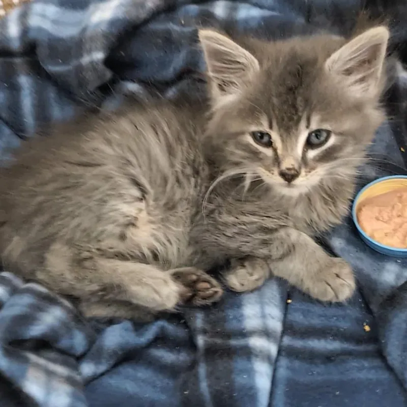 A baby small-sized male Gray / Blue / Silver Domestic Short Hair cat named Squeak for adoption in Long Beach, CA