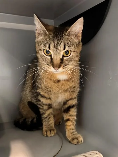 A young medium-sized female Domestic Short Hair cat named Penelope for adoption in Leesburg, VA