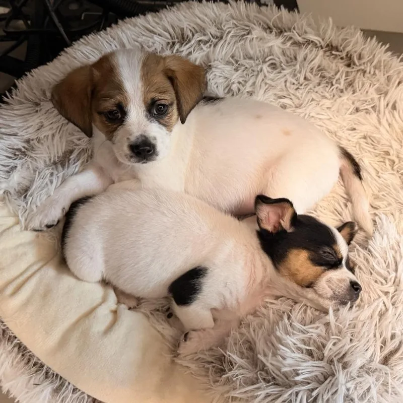 A baby small-sized female White / Cream Chihuahua dog named Milly for adoption in Freeport, FL