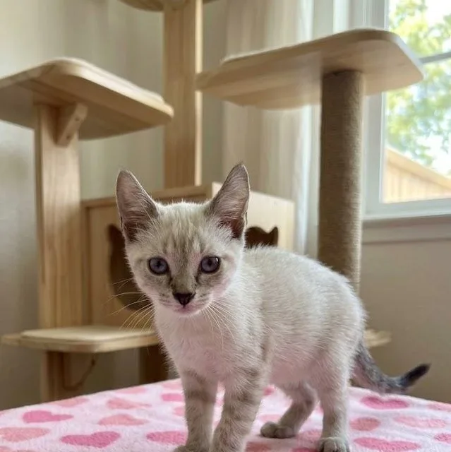 A baby medium-sized female Siamese cat named Squeeks for adoption in Boca Raton, FL