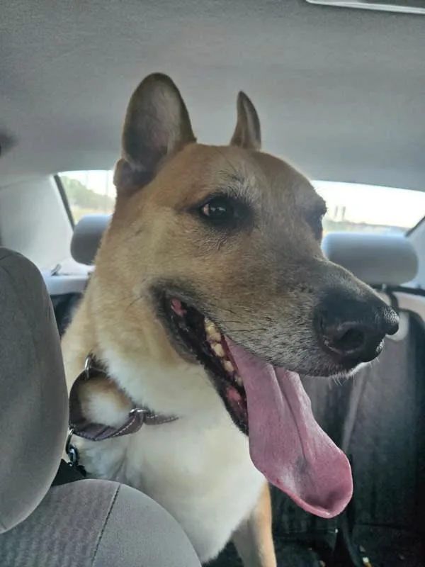 A senior extra large-sized male German Shepherd Dog dog named Sabo for adoption in Austin, TX