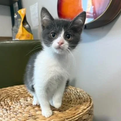 A baby small-sized female Gray / Blue / Silver Domestic Short Hair cat named Guppy for adoption in Talent, OR
