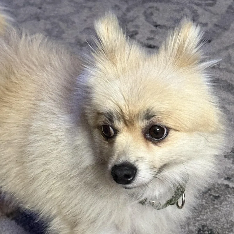 An adult small-sized female White / Cream Pomeranian dog named Sugar for adoption in Salem, OR