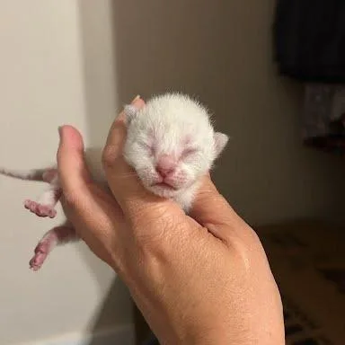 A baby small-sized female White Domestic Short Hair cat named Macadamia for adoption in Fredericksburg, TX
