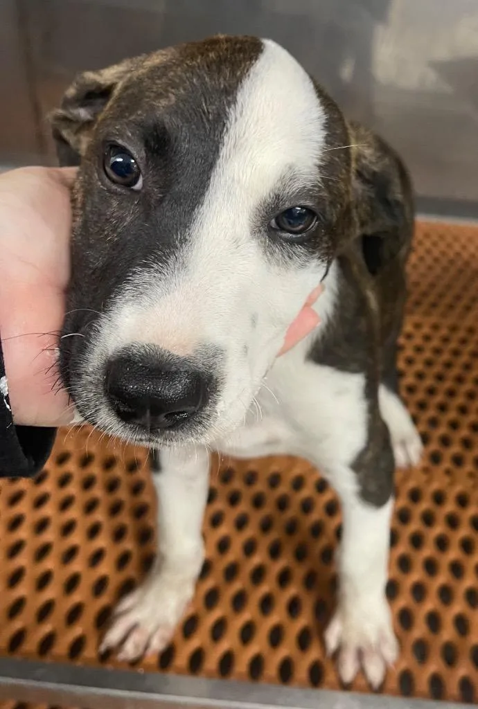 A baby small-sized male Mixed Breed dog named Beck for adoption in Henderson, NC