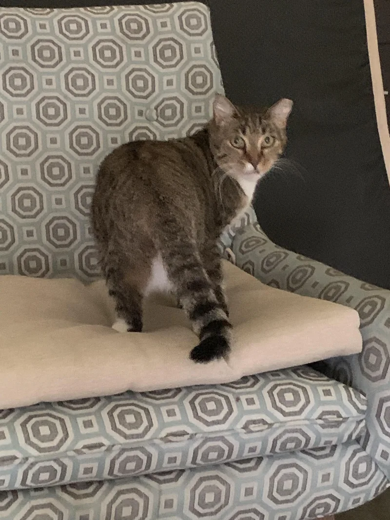An adult medium-sized female Domestic Short Hair cat named Truffle for adoption in Springdale, AR