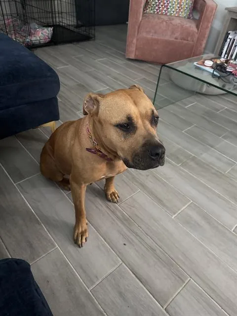 A young large-sized female Black Mouth Cur dog named Canela for adoption in San Antonio, TX