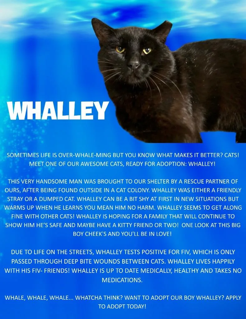 Whalley thumbnail 3