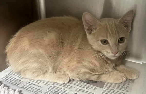 A baby small-sized female Domestic Short Hair cat named Kai for adoption in Novato, CA