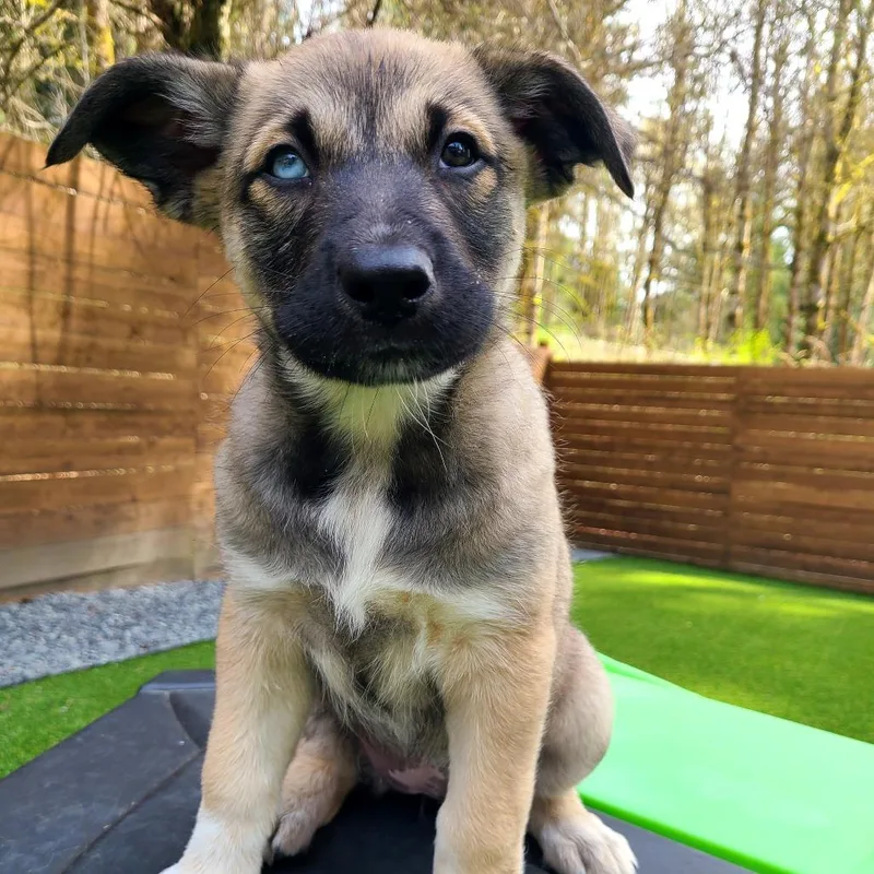 Whipped Cream thumbnail 2