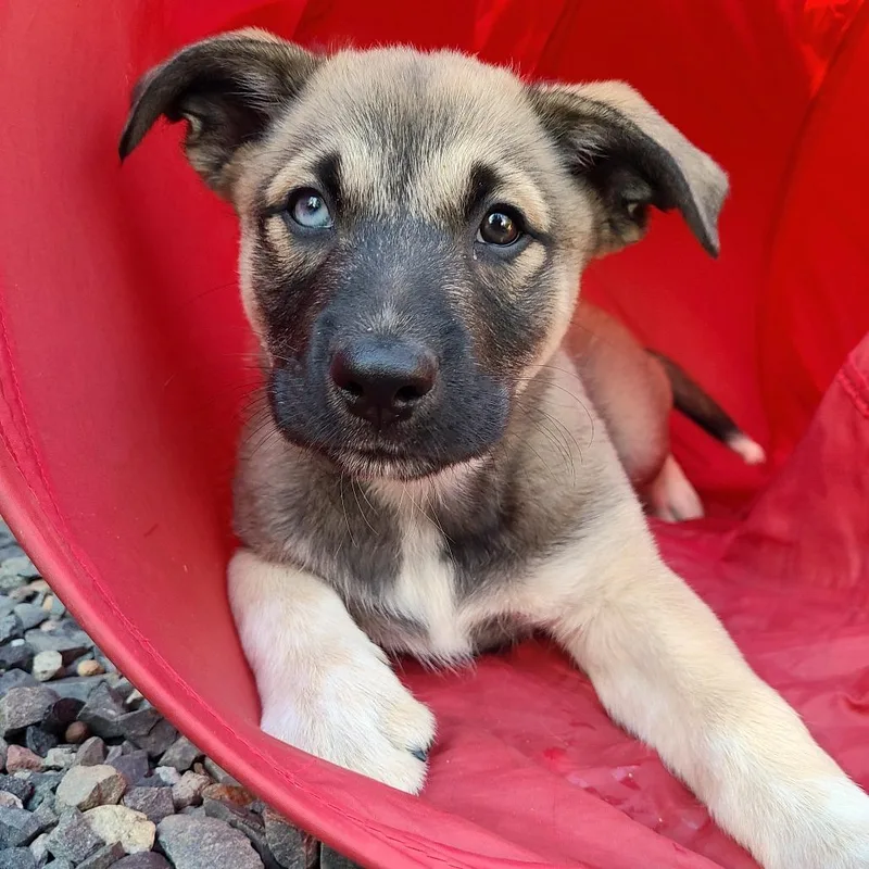 Whipped Cream thumbnail 3