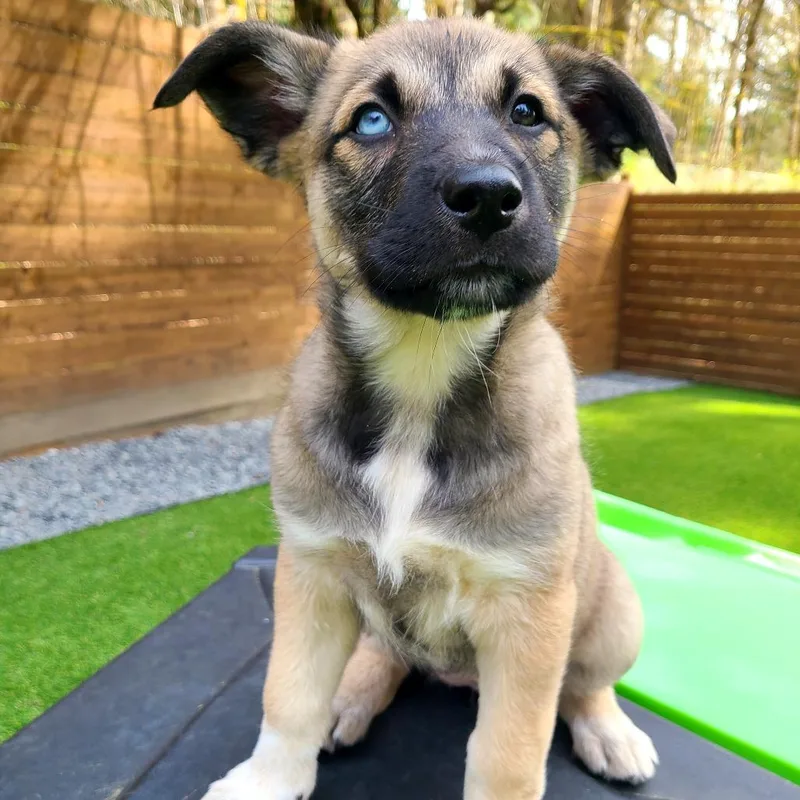 Whipped Cream thumbnail 4