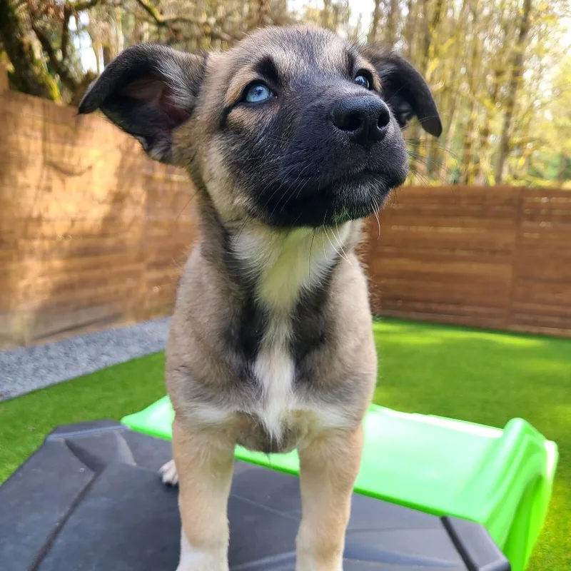 Whipped Cream thumbnail 5