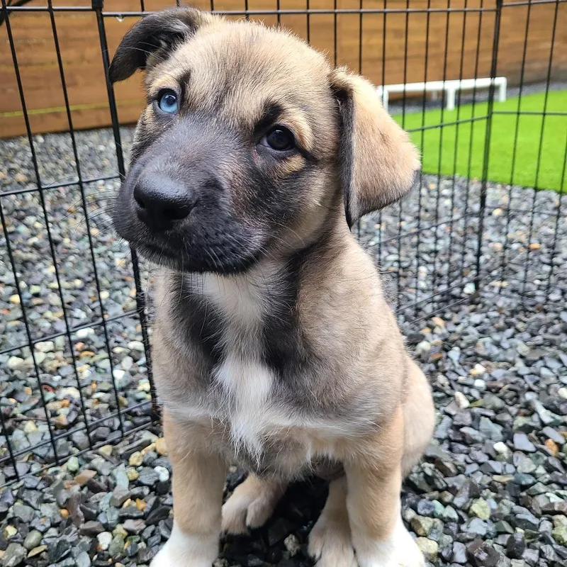 Whipped Cream thumbnail 6