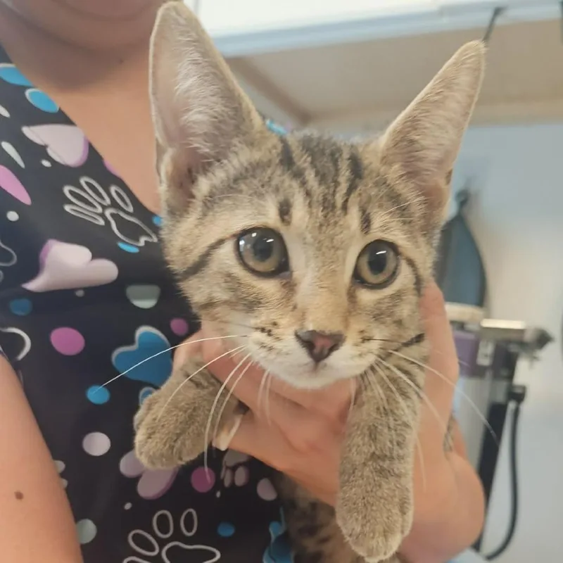 A baby small-sized female Gray / Blue / Silver Domestic Short Hair cat named Crepe Cake for adoption in Edwardsville, IL