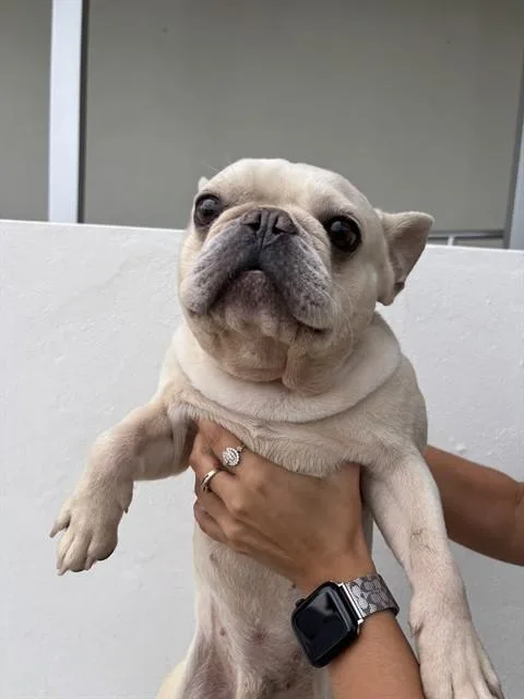 A young small-sized male French Bulldog dog named Rocky for adoption in Miami, FL