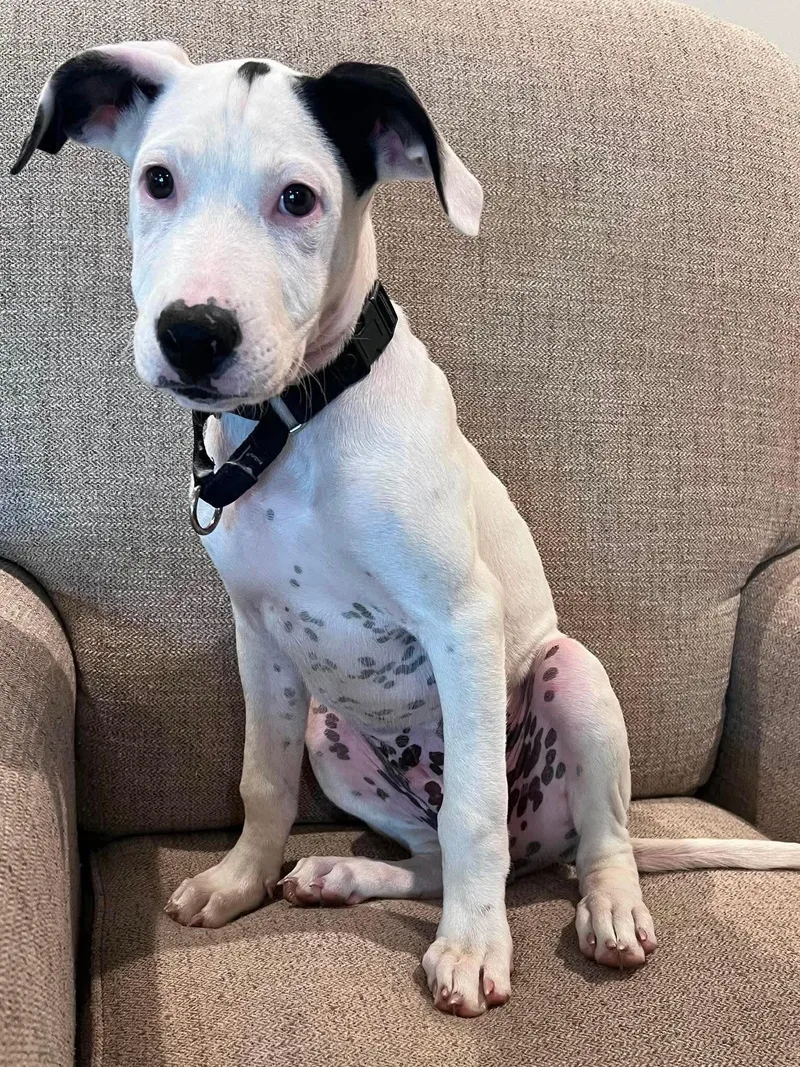 A baby medium-sized male White / Cream Mixed Breed dog named Buldan for adoption in Ronkonkoma, NY