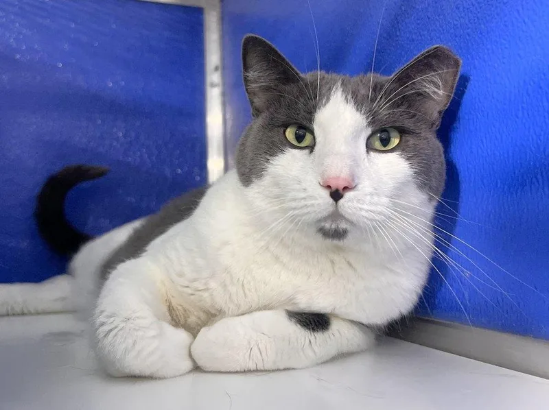 An adult medium-sized male Domestic Short Hair cat named Yanuk for adoption in Colorado Springs, CO