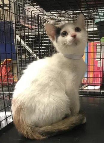 A baby small-sized female Domestic Short Hair cat named A for adoption in Conroe, TX