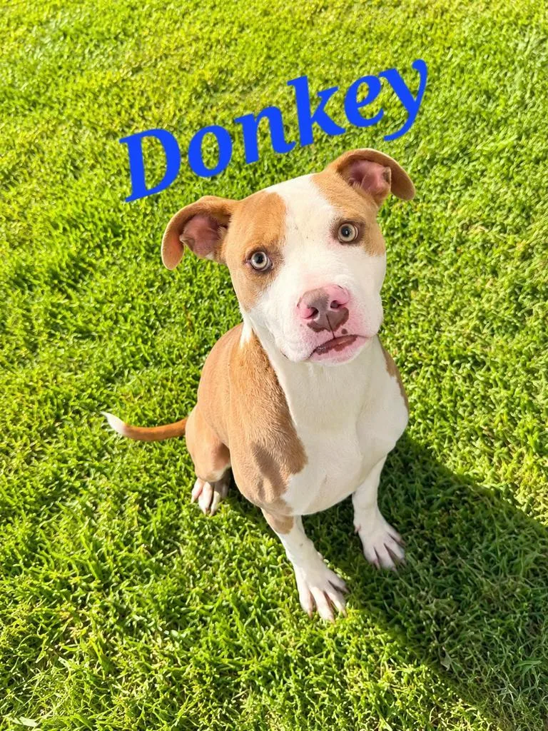 A young medium-sized male Pit Bull Terrier dog named Donkey for adoption in Livingston, LA