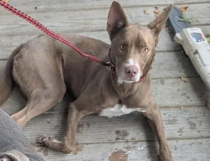An adult medium-sized female Siberian Husky dog named Clipper for adoption in Savannah, GA
